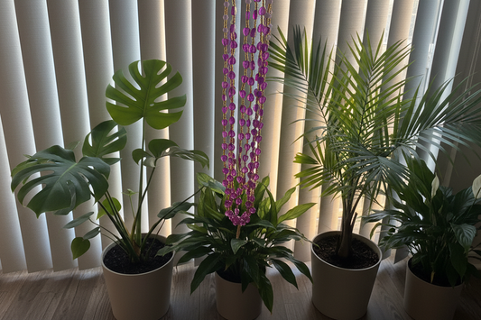 Royal Love: “Signifies being cherished”